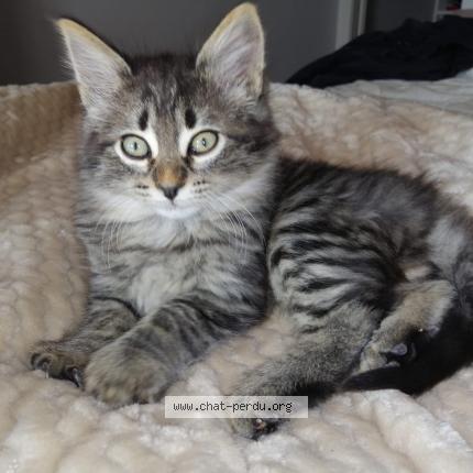 Foto 2/2 Toulouse Chat perdido en Astaffort