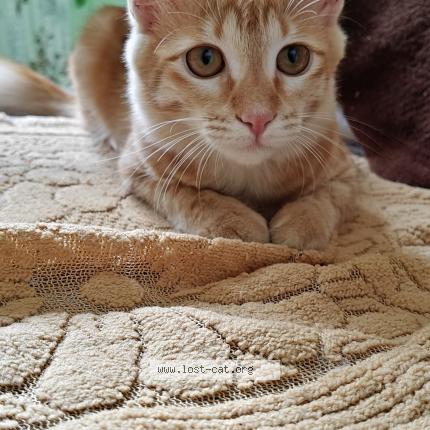 Foto 1/1 Lilly Chat perdido en Bangalore