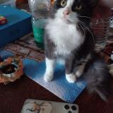 Foto del gato perdido en Airvault