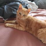 Foto del gato perdido en Saint Dizier