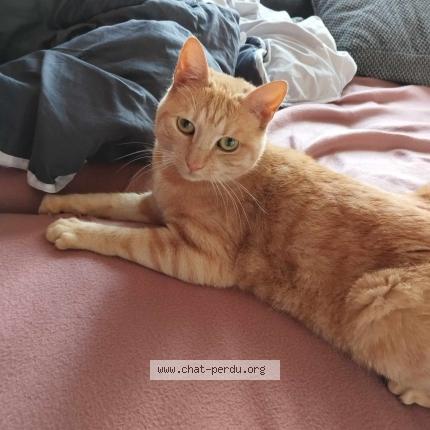 Foto 1/1 Sansa Chat perdido en Saint dizier