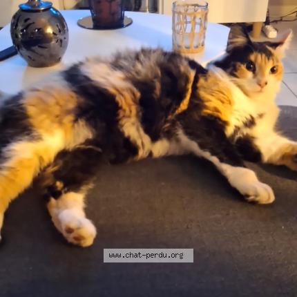 Foto 1/1 Uby Chat perdido en Saint chamond