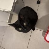 Foto del gato perdido en Aubigny Les Clouzeaux