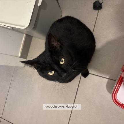 Foto 1/1 Moumou Chat perdido en Aubigny les clouzeaux