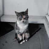 Foto del gato perdido en Paris