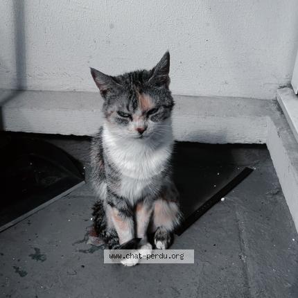 Foto 1/1 Nioucha Chat perdido en Paris