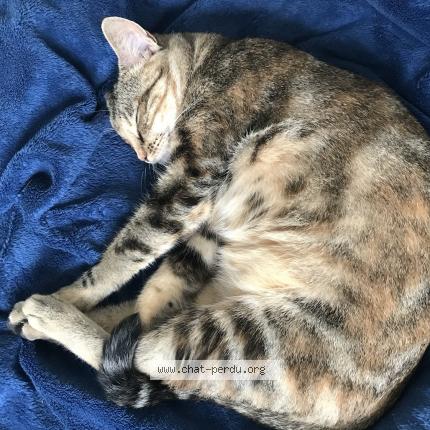 Foto 2/3 Pala Chat perdido en Bayonnes