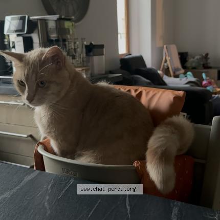 Foto 1/1 Boulette Chat perdido en Peillonnex