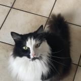 Foto del gato perdido en La Monnerie Le Montel