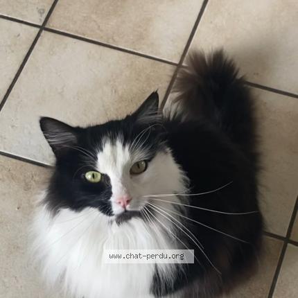 Foto 1/1 Piou Chat perdido en La monnerie le montel