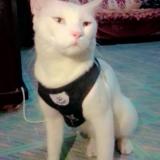 Foto del gato perdido en Karachi