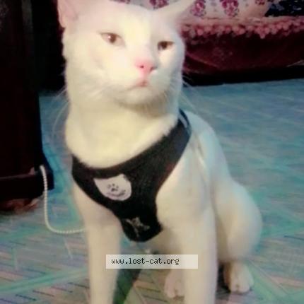 Foto 1/1 Billu Chat perdido en Karachi