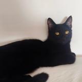 Foto del gato perdido en Nezel