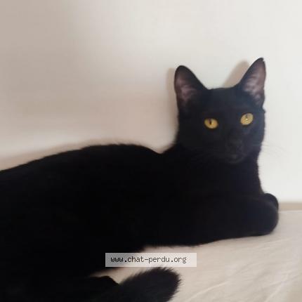 Foto 1/1 Vicky Chat perdido en Nezel