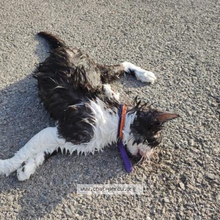 Foto 1/1 Gato encontrado Encontrado en Sion