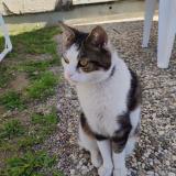 Foto del gato perdido en Favieres