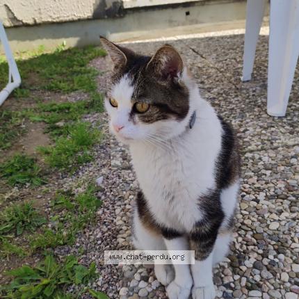 Foto 1/1 Phibi Chat perdido en Favieres