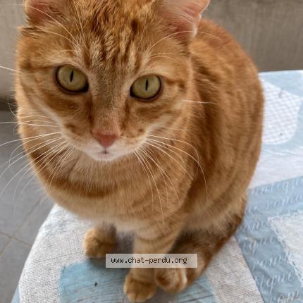 Foto 1/1 Stan Chat perdido en Grenoble