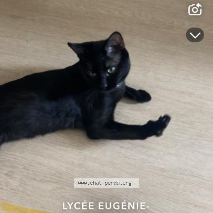 Foto 1/1 Oscar Chat perdido en Montruil