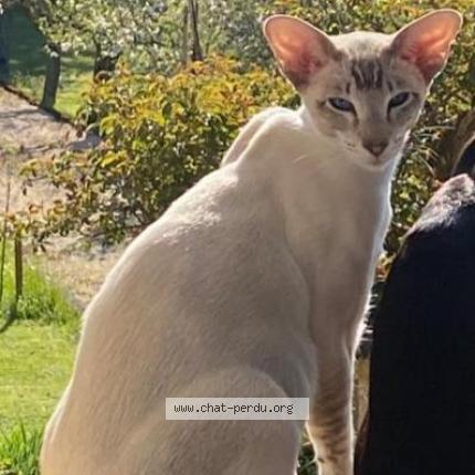 Foto 1/1 tibet Chat perdido en Champagnac de belair