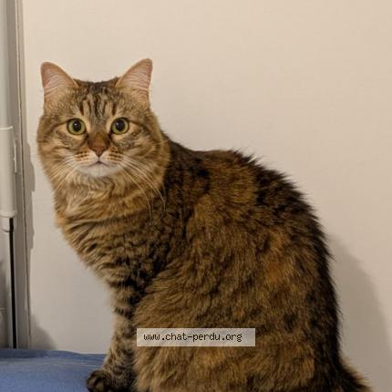 Foto 1/1 Marley Chat perdido en Saint jean