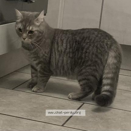 Foto 1/1 Sherkan Chat perdido en Le meux