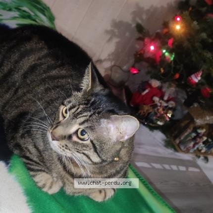 Foto 1/1 Merlot Chat perdido en Montlhery