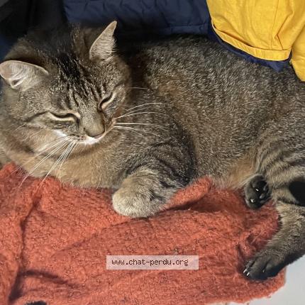 Foto 1/1 Nala Chat perdido en La vacherie