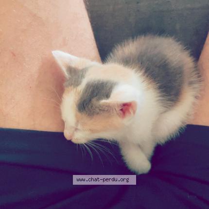 Foto 1/1 Alya Chat perdido en Marmande