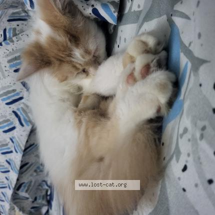 Foto 1/1 Teddy Chat perdido en Chennai