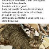 Foto del gato perdido en Bey Sur Seille