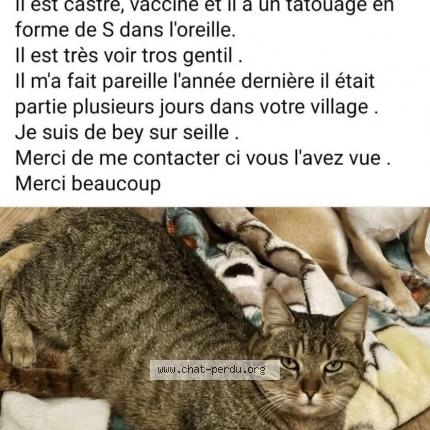 Foto 2/2 Pimousse Chat perdido en Bey sur seille