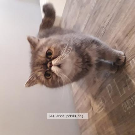 Foto 1/1 Sweety Chat perdido en Colomiers