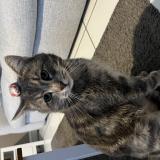 Foto del gato perdido en Etainhus