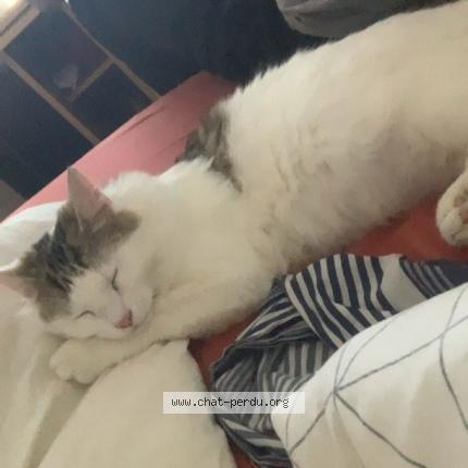 Foto 1/1 China Chat perdido en Reims