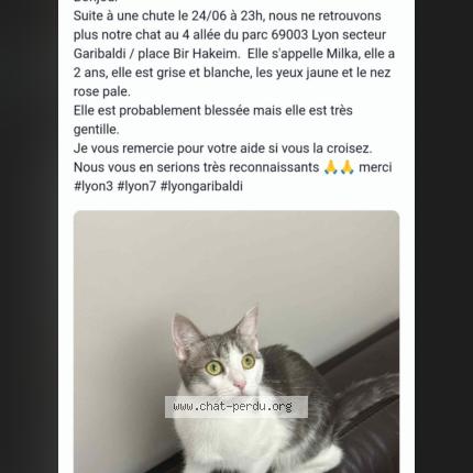 Foto 1/1 Milka Chat perdido en Lyon