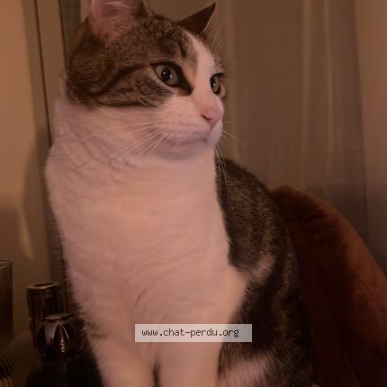 Foto 1/1 bao Chat perdido en Cagnes sur mer