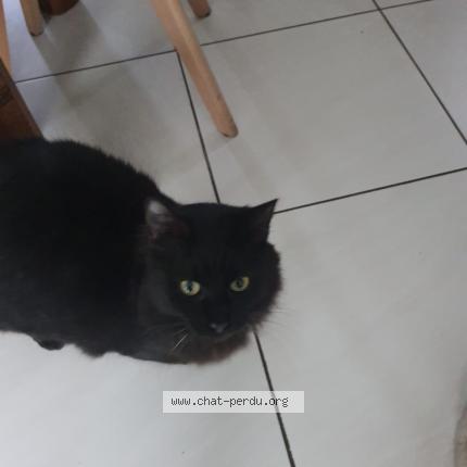 Foto 1/1 REGLISSE Chat perdido en Pessac