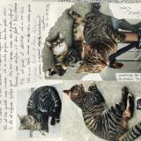 Foto del gato perdido en Beaucamps