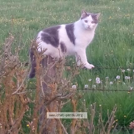 Foto 1/1 TOMY Chat perdido en Pagny sur moselle