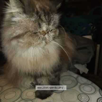 Foto 2/2 CLOVIS Chat perdido en Cahors