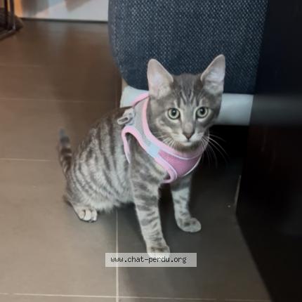 Foto 1/1 Gato encontrado Perdido en Les pavillons sous bois