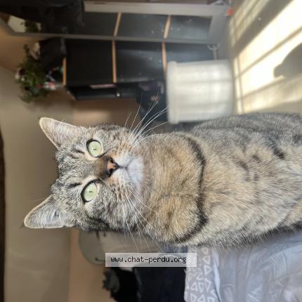 Foto 1/1 shadow Chat perdido en Jaunay marigny