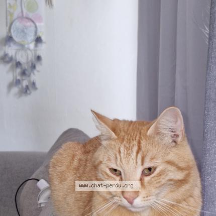 Foto 1/1 Filou Chat perdido en Mouscron