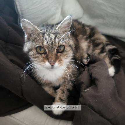 Foto 1/1 Pikachu Chat perdido en Caen