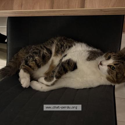 Foto 1/1 Kono Chat perdido en Ferrette
