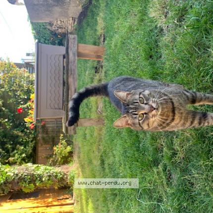 Foto 1/1 HAPPY Chat perdido en Cire d aunis