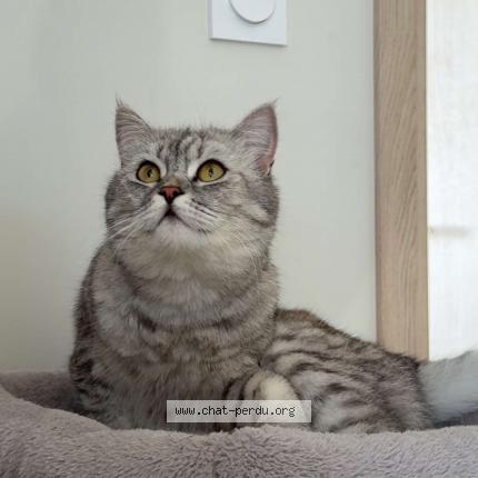 Foto 1/1 Iana Chat perdido en Montfavet