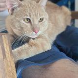 Foto de gato encontrado en Rochin