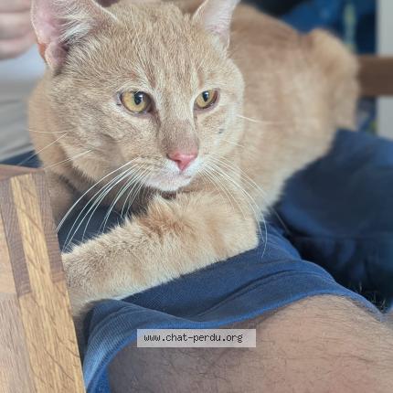 Foto 1/1 Gato encontrado Encontrado en Rochin